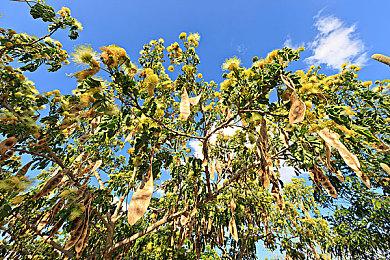  2.5D银河城《审判军团：堕天使》全新预告片曝光